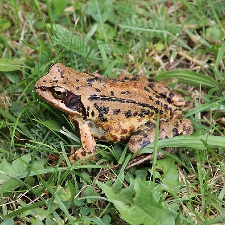 Im Naturschutzgebiet Apartman Hiddenhausen
