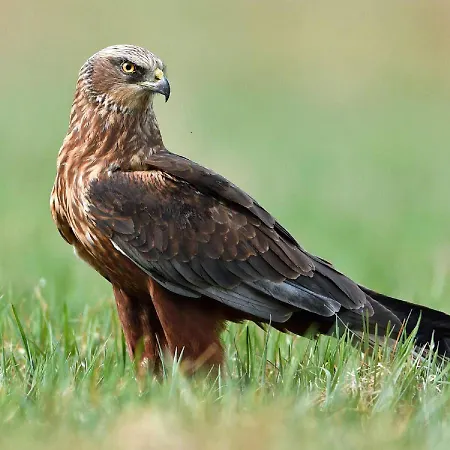 Im Naturschutzgebiet Apartman Hiddenhausen