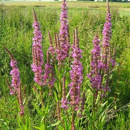 Im Naturschutzgebiet Hiddenhausen