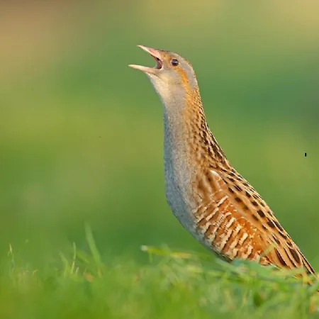 Im Naturschutzgebiet Apartman Hiddenhausen
