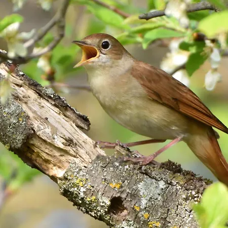 Im Naturschutzgebiet *