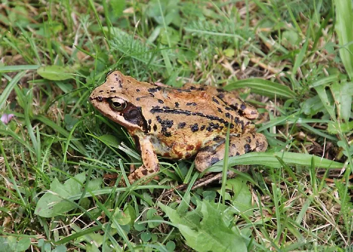 Im Naturschutzgebiet Lägenhet Hiddenhausen