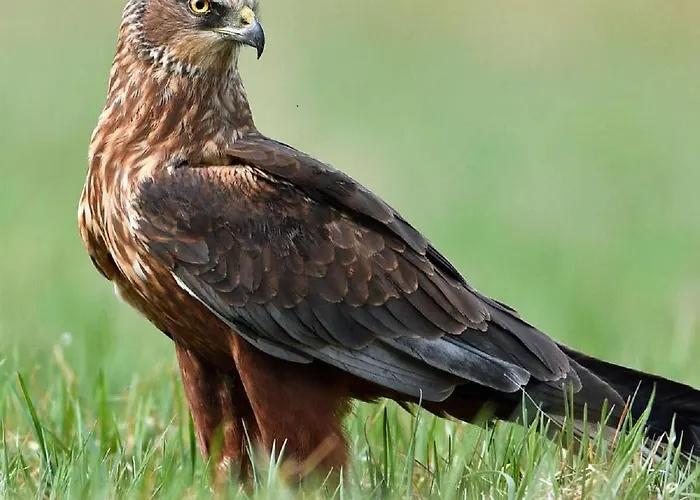 Im Naturschutzgebiet Lägenhet Hiddenhausen