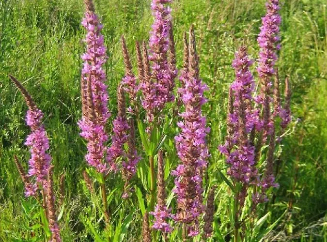 Im Naturschutzgebiet Hiddenhausen