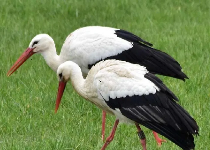 Im Naturschutzgebiet Lägenhet Hiddenhausen