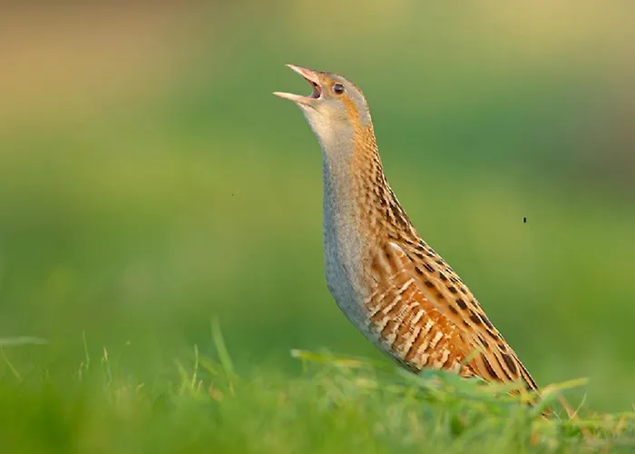 Im Naturschutzgebiet Lägenhet Hiddenhausen