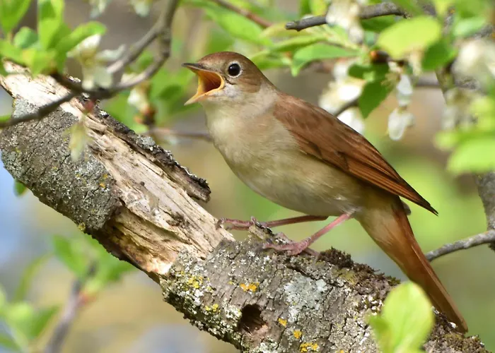 Im Naturschutzgebiet *